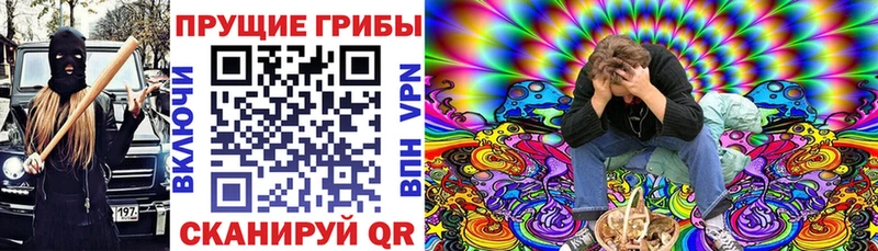 купить цена Семёнов блэк спрут зеркало Галлюциногенные грибы Psilocybe